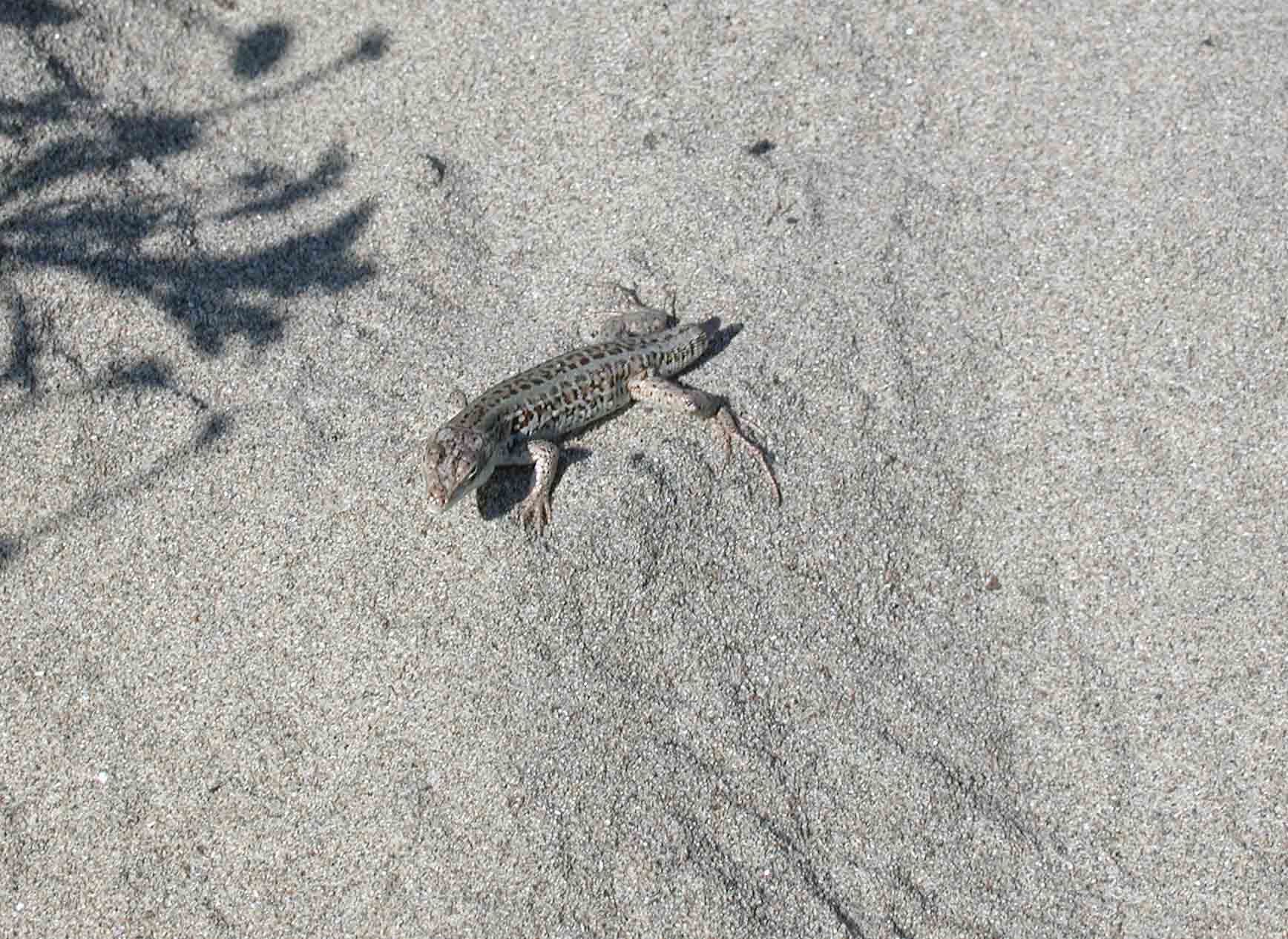 Podarcis sicula, autotomia